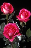 Topaz Roses